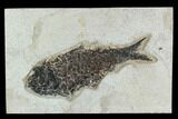 6.9" Fossil Fish (Knightia) - Green River Formation - #129728-1